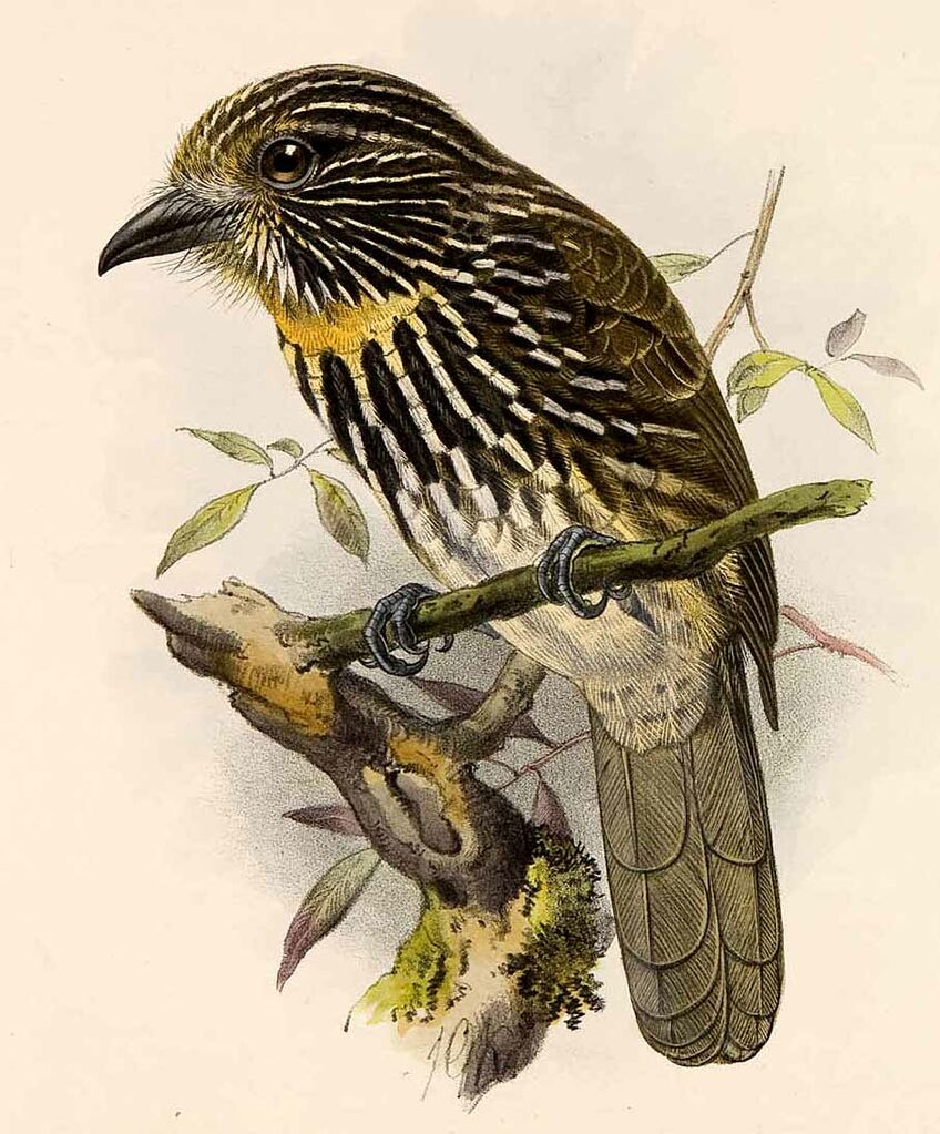 Black-streaked Puffbird