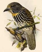 Black-streaked Puffbird