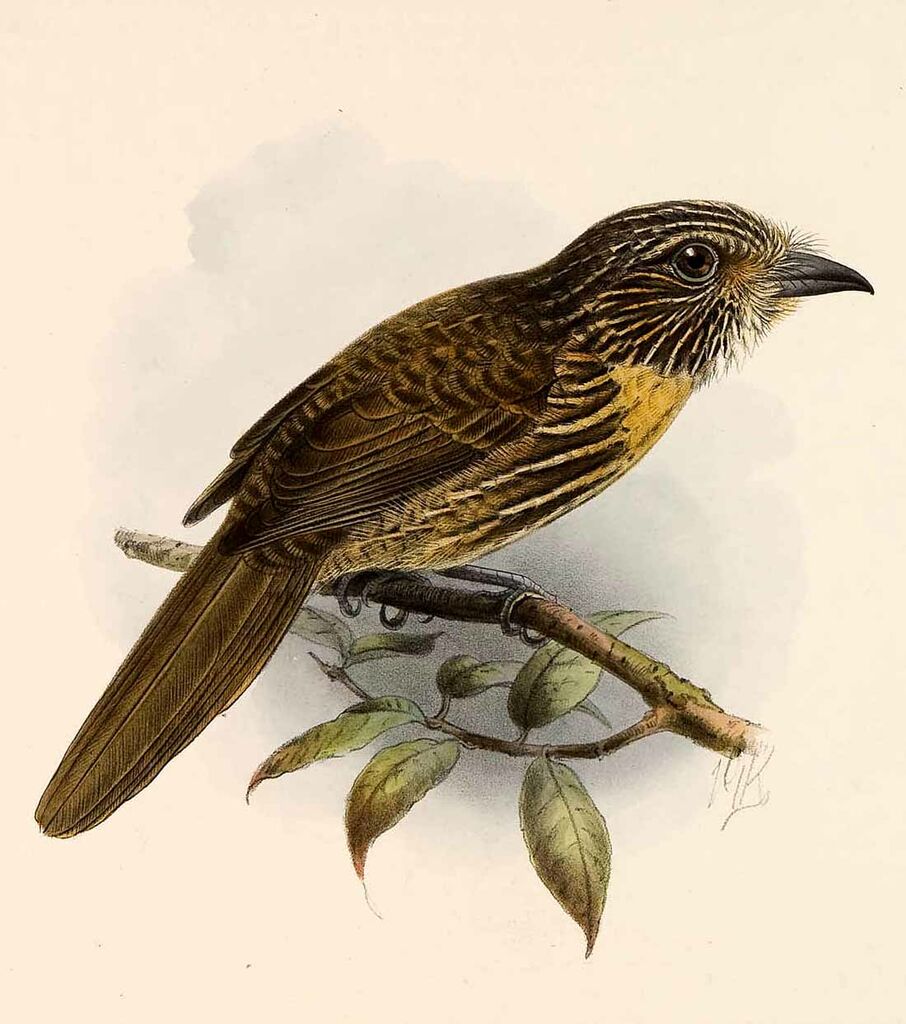 Black-streaked Puffbird