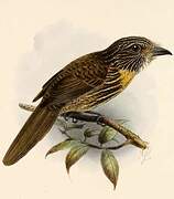 Black-streaked Puffbird