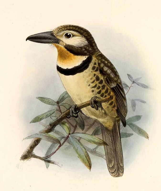 Russet-throated Puffbird