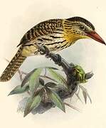 Chaco Puffbird
