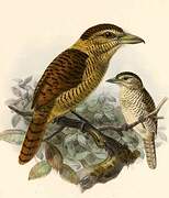 Barred Puffbird