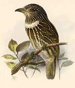 White-chested Puffbird