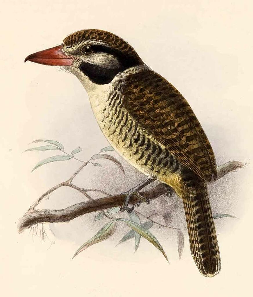 White-eared Puffbird