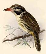 White-eared Puffbird