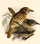 White-whiskered Puffbird