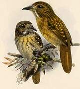 White-whiskered Puffbird