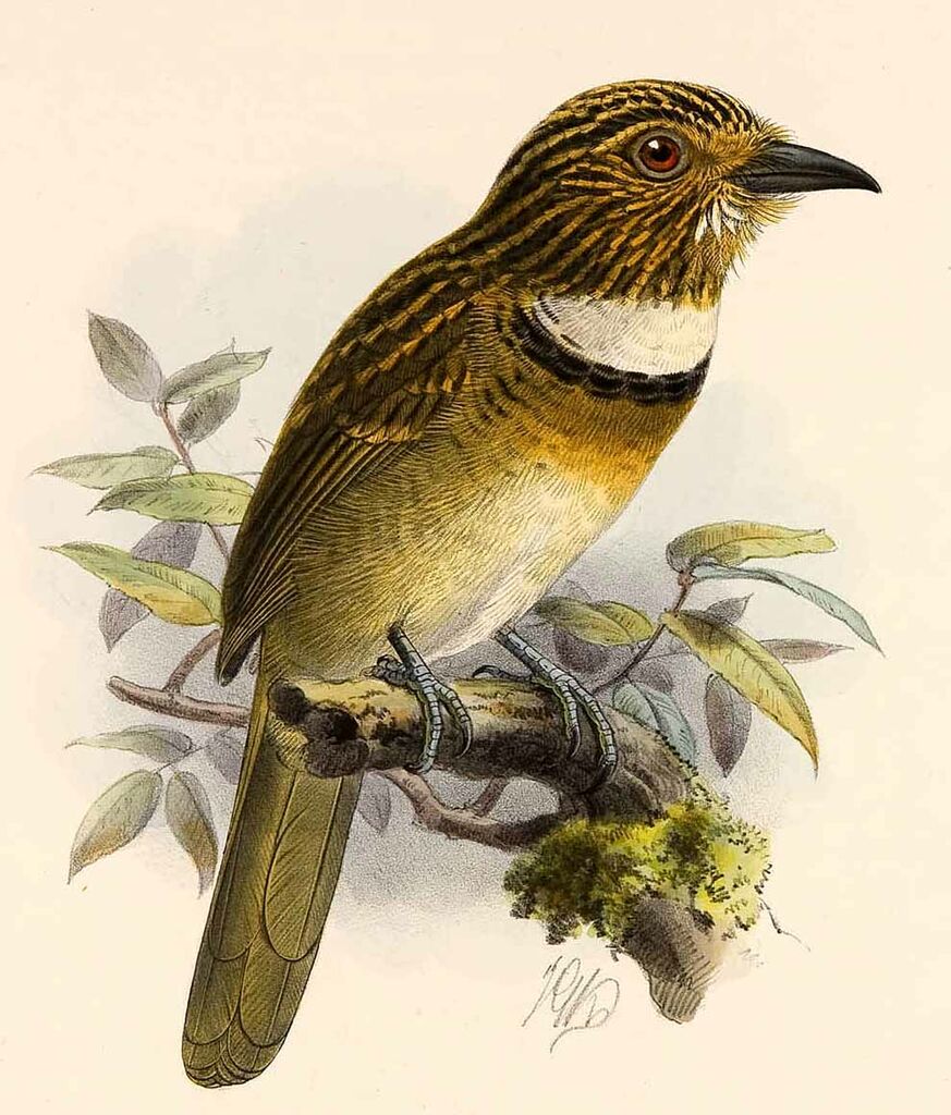 Crescent-chested Puffbird