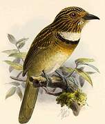 Crescent-chested Puffbird