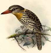 Caatinga Puffbird