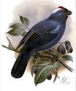 Diademed Tanager