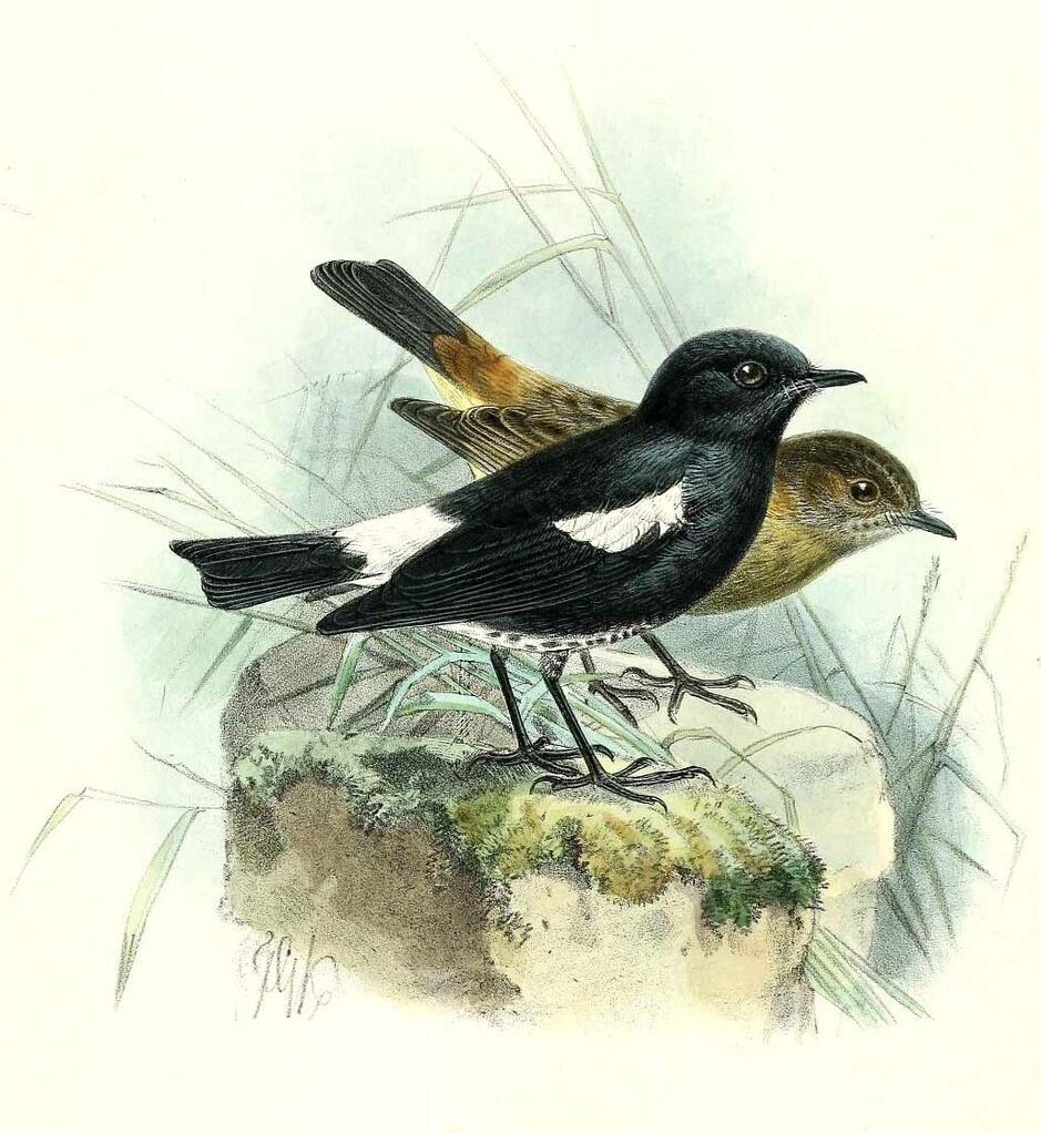 Pied Bush Chat