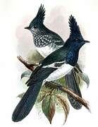 Blue-mantled Crested Flycatcher