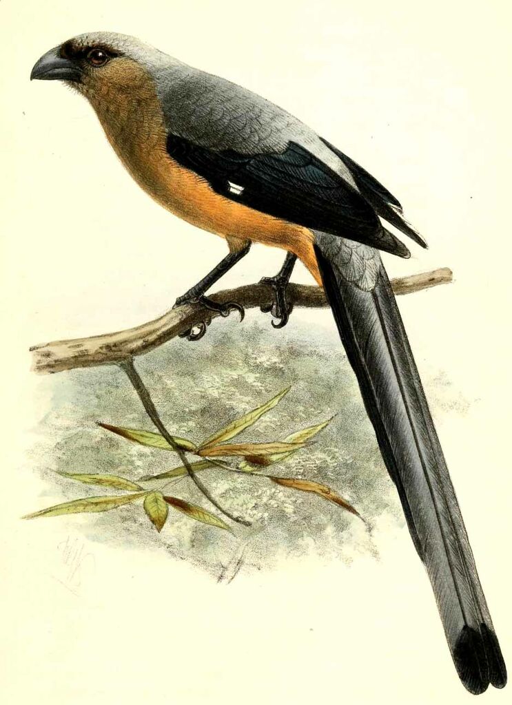 Bornean Treepie