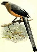 Bornean Treepie