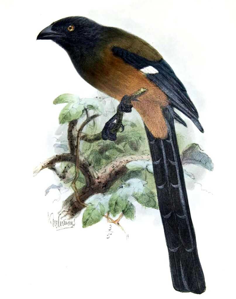 Andaman Treepie