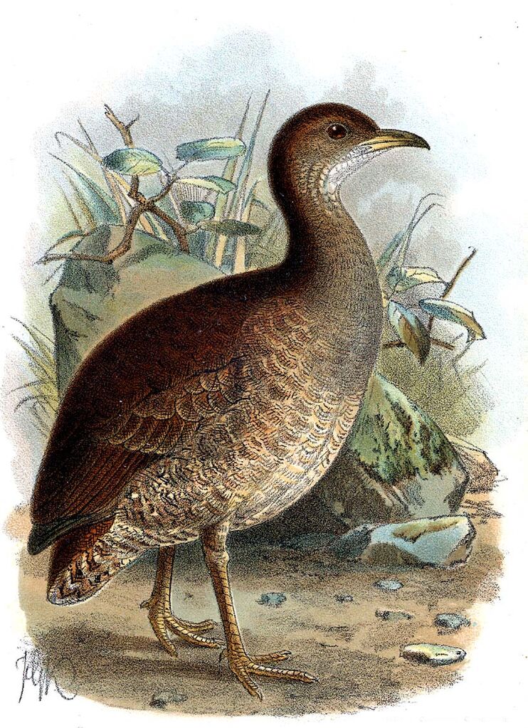 Undulated Tinamou