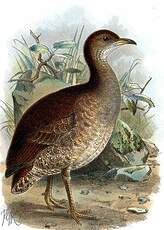 Tinamou vermiculé