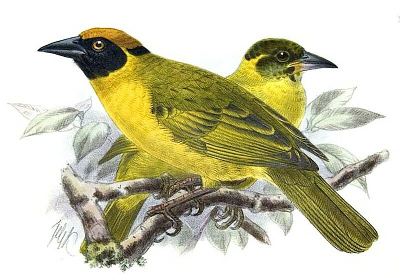 Bertram's Weaver