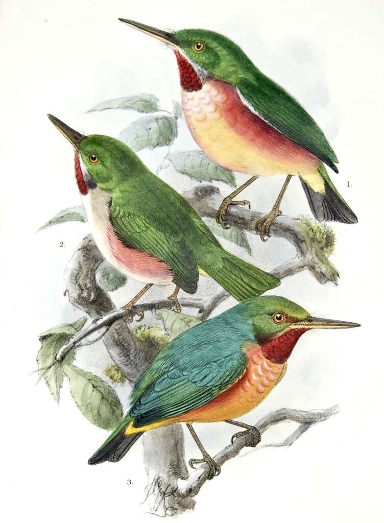 Broad-billed Tody