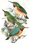 Broad-billed Tody