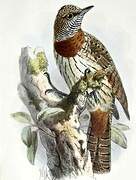 Red-throated Wryneck