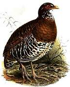 Red-billed Partridge