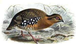 Red-breasted Partridge