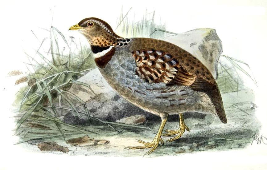 White-necklaced Partridge