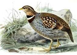 White-necklaced Partridge