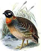 Hainan Partridge