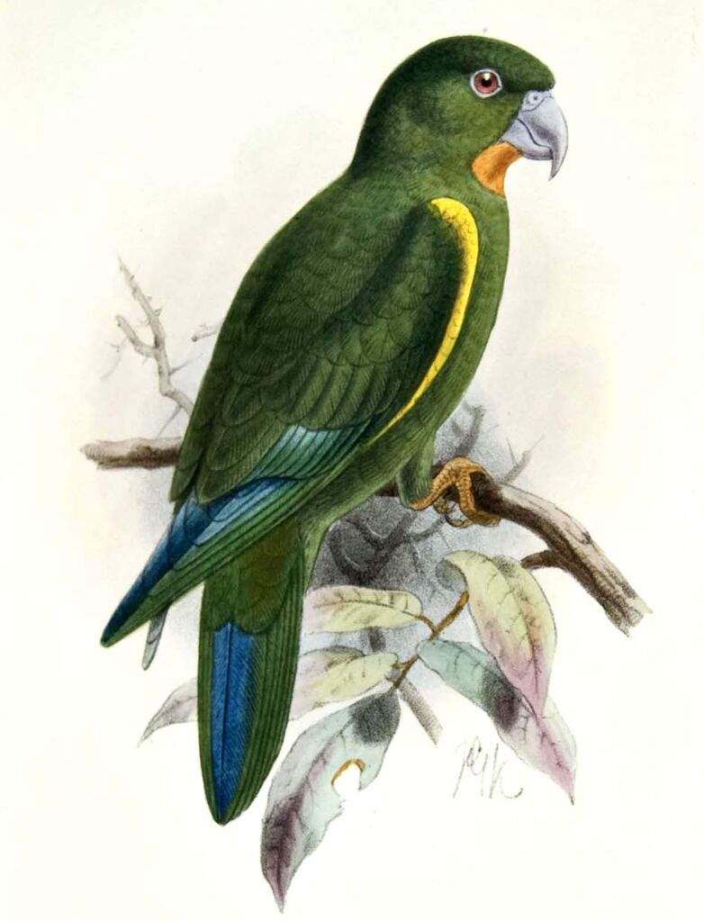 Cobalt-winged Parakeet