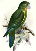 Cobalt-winged Parakeet