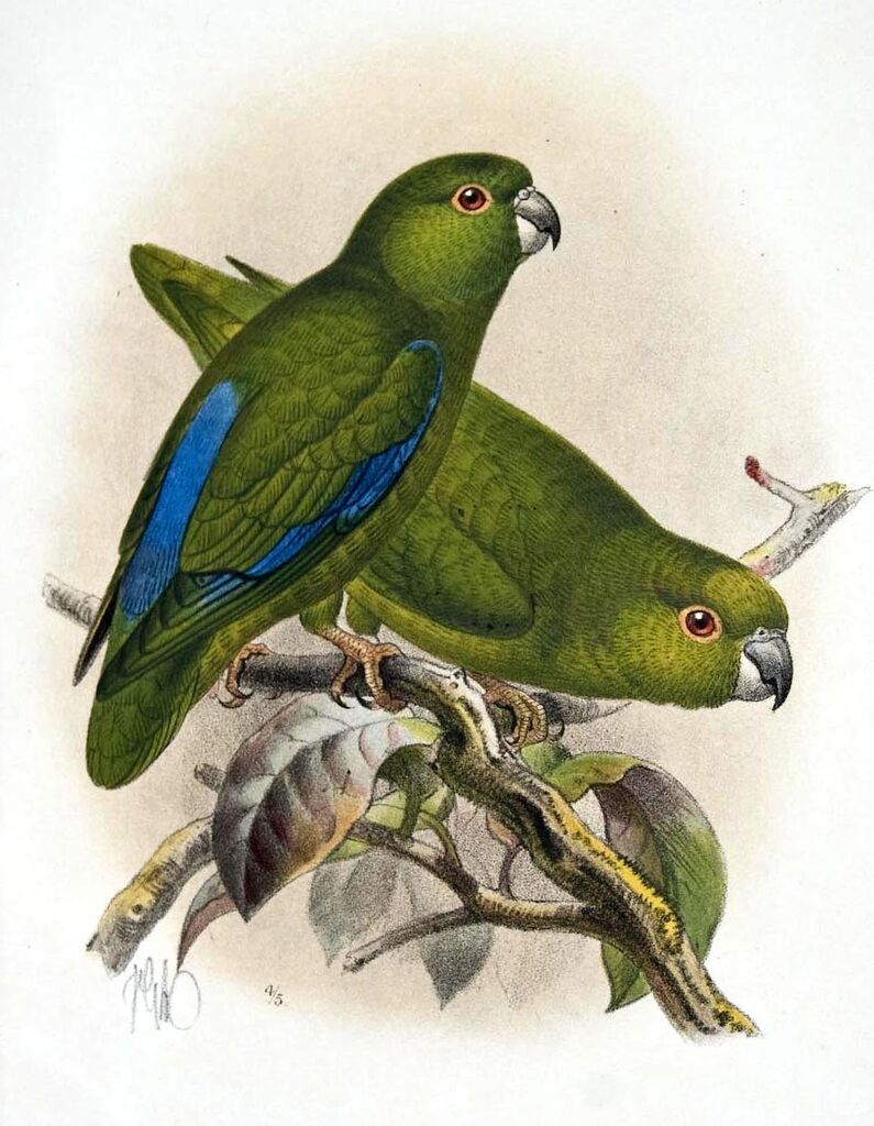 Dusky-billed Parrotlet