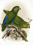 Dusky-billed Parrotlet