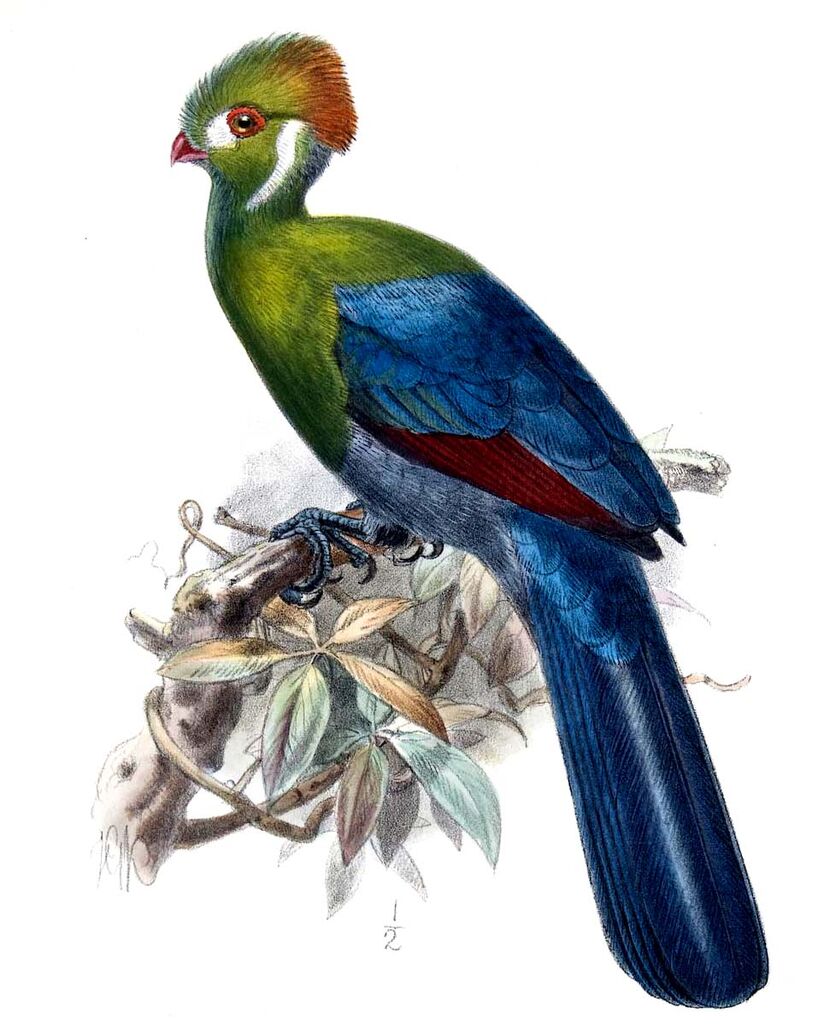 White-cheeked Turaco