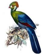 White-cheeked Turaco