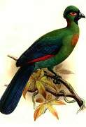 Rwenzori Turaco