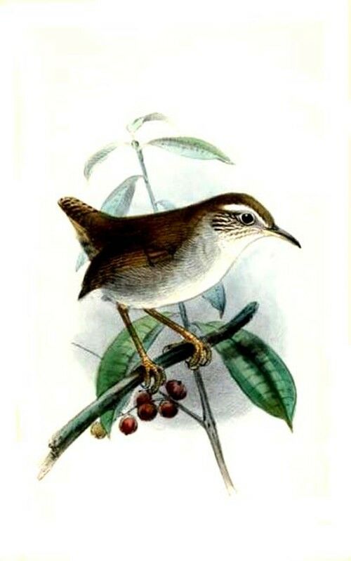 White-bellied Wren