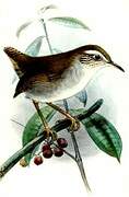 White-bellied Wren