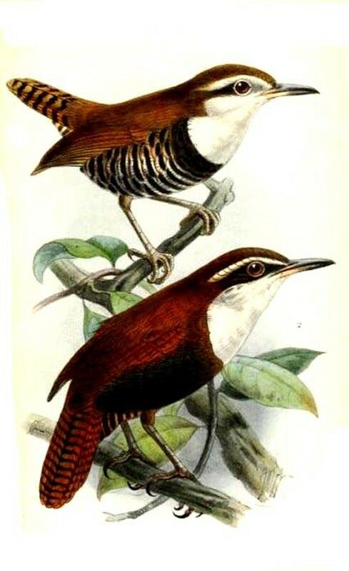 Black-bellied Wren