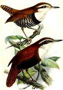 Black-bellied Wren