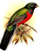 Bar-tailed Trogon