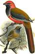 Trogon de Whitehead