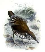 Striated Wren-Babbler