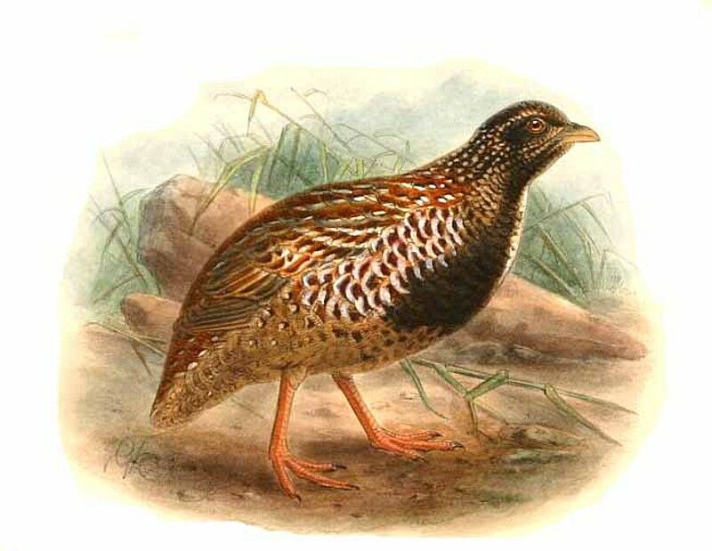 Black-breasted Buttonquail