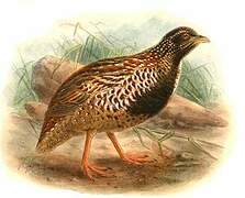 Black-breasted Buttonquail