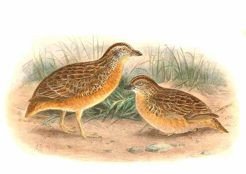Red-chested Buttonquail