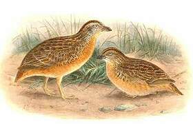 Red-chested Buttonquail